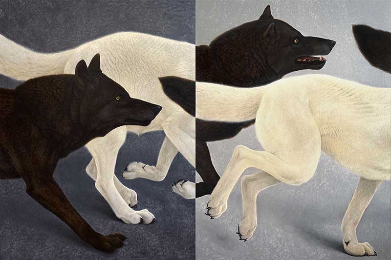 Konstantin Korobov - Wolfs